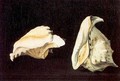 Two Shells - Filippo Napoletano