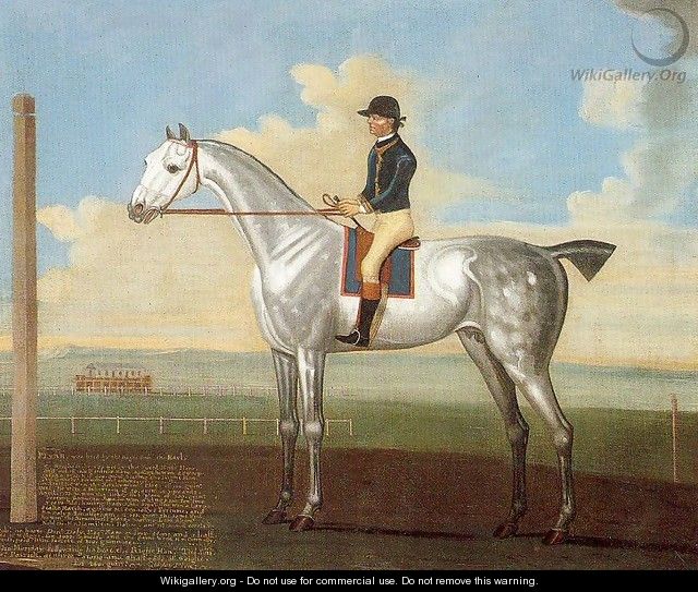 "Flyar" a Grey Stallion on the Curragh - Daniel Quigley