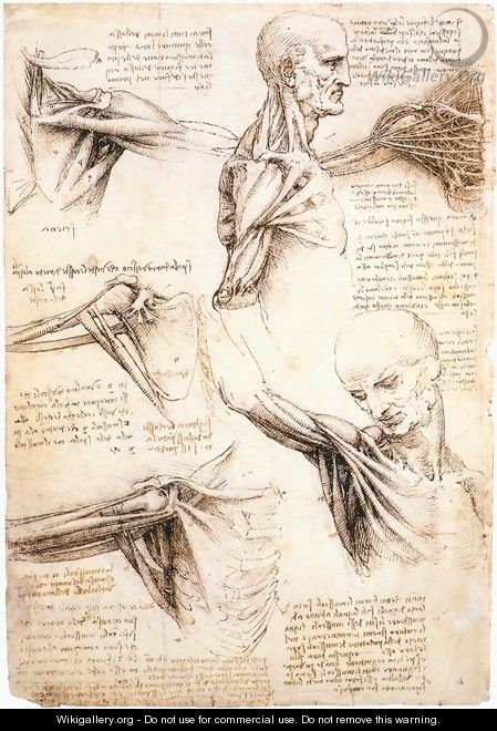 Anatomical studies of the shoulder - Leonardo Da Vinci