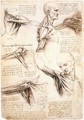 Anatomical studies of the shoulder - Leonardo Da Vinci