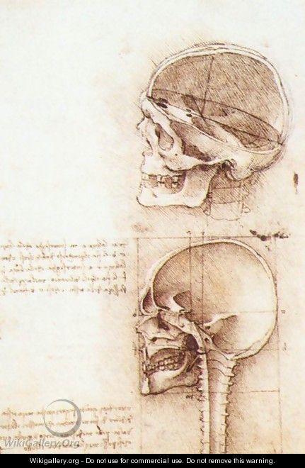 Studies of human skull - Leonardo Da Vinci