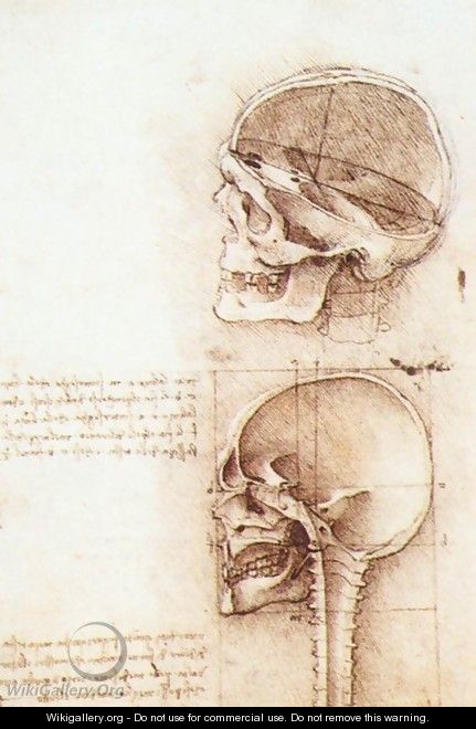 Studies of human skull - Leonardo Da Vinci Studies of human skull - Leonardo Da Vinci