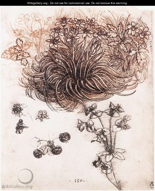 Star of Bethlehem and other plants - Leonardo Da Vinci