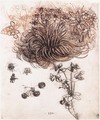 Star of Bethlehem and other plants - Leonardo Da Vinci