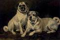 Pugs - John Emms