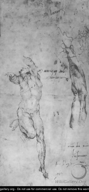 Male nude; arm; bearded man - Michelangelo Buonarroti