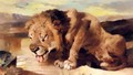 Lion Drinking At A Stream - Sir Edwin Henry Landseer