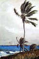 Palm Tree, Nassau - Winslow Homer