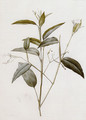 Maranta Arundinacea (or Arrowroot) - Pierre-Joseph Redouté