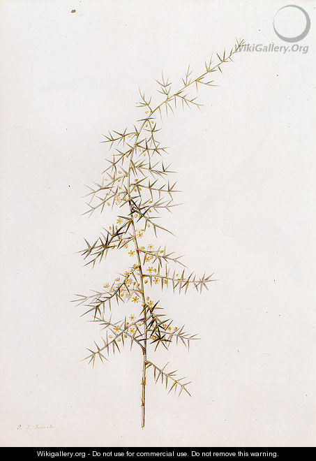 Asparagus Horridus - Pierre-Joseph Redouté