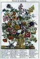 November, from 'The Flower Garden Displayed' - Pieter Casteels