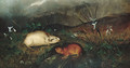 Hudson's Bay Lemming - John Woodhouse Audubon