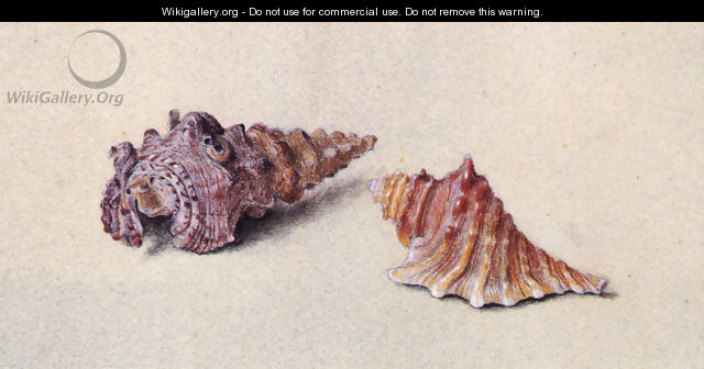 Study of Two Shells - John Ruskin