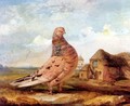 A Fancy Pigeon - James Ward